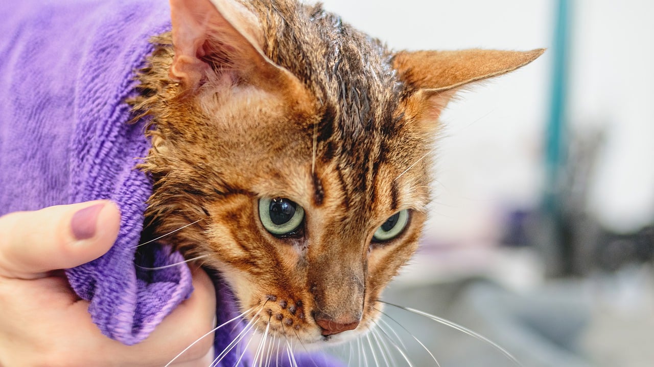 Giving your cat a bath