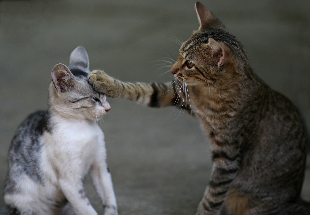 Understanding cat behavior