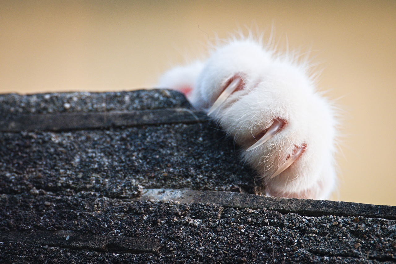 Cat nails trimming