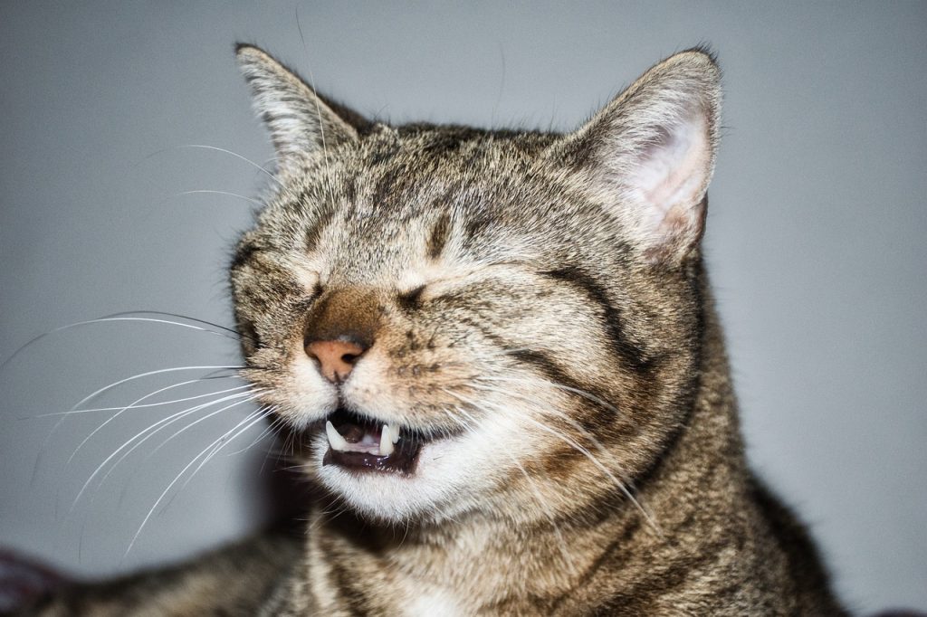 a cat sneezing