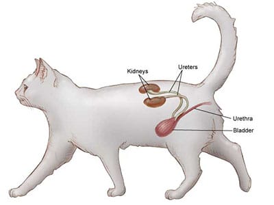Feline Lower Urinary Tract Disease