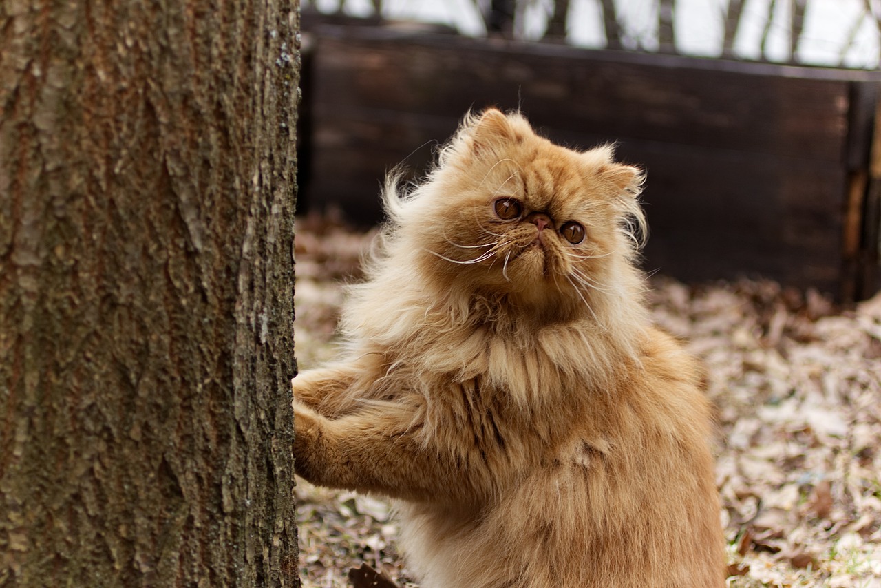 Persian Cat