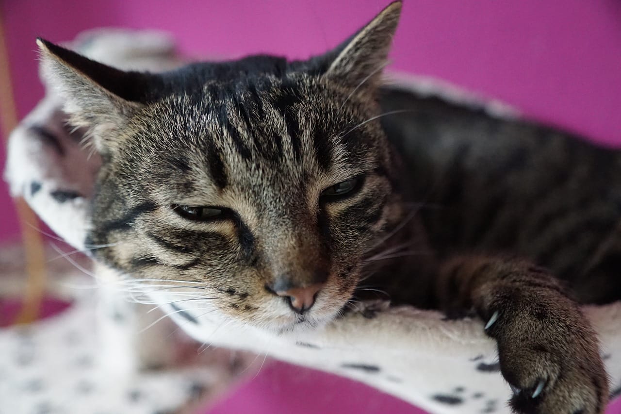 a sick cat