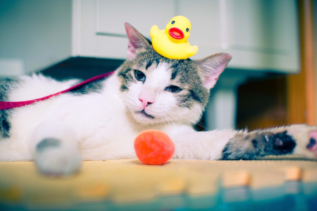 cat bathing preparation