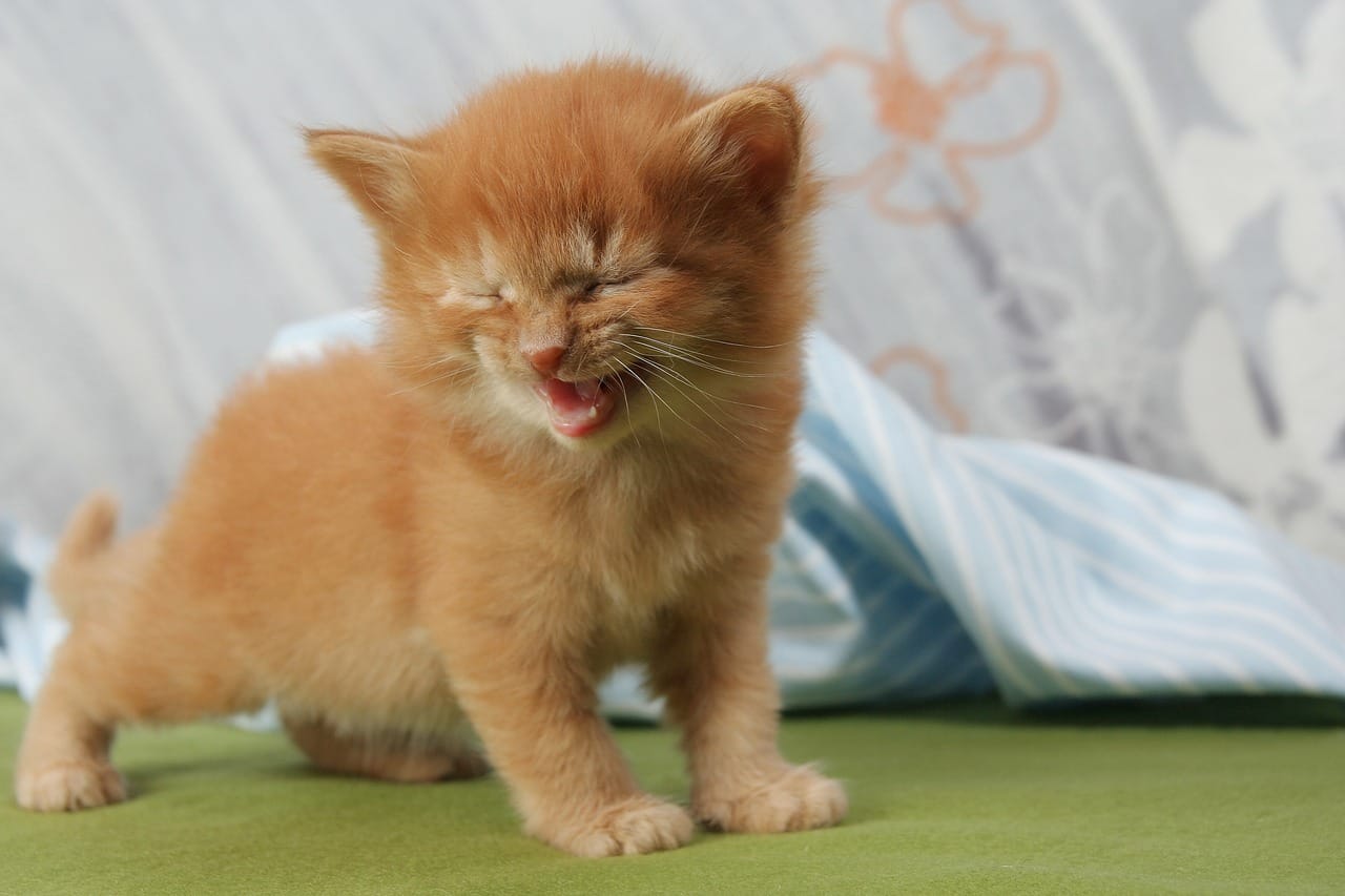 cat caughing