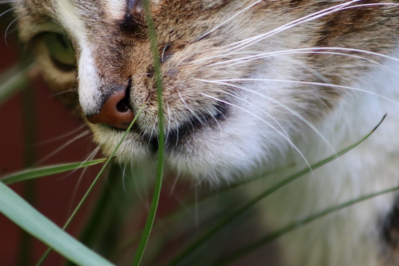 why do cats eat grass
