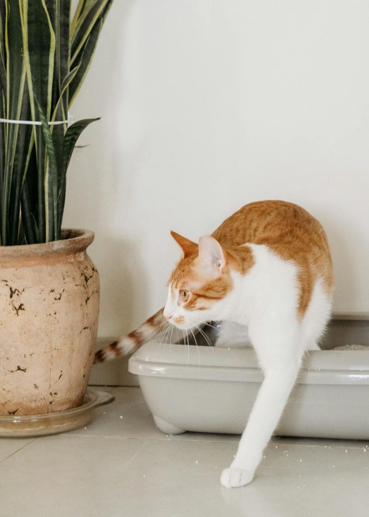 Cat Litter Box Training