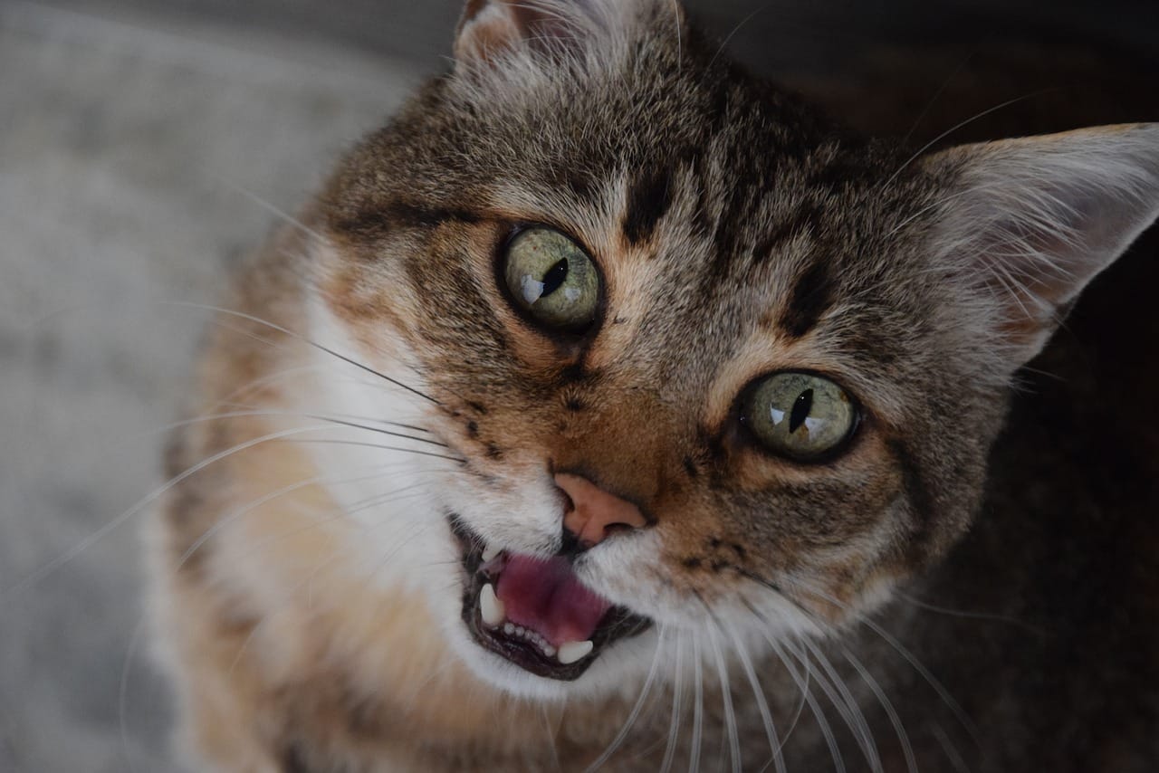 Excessive cat meowing