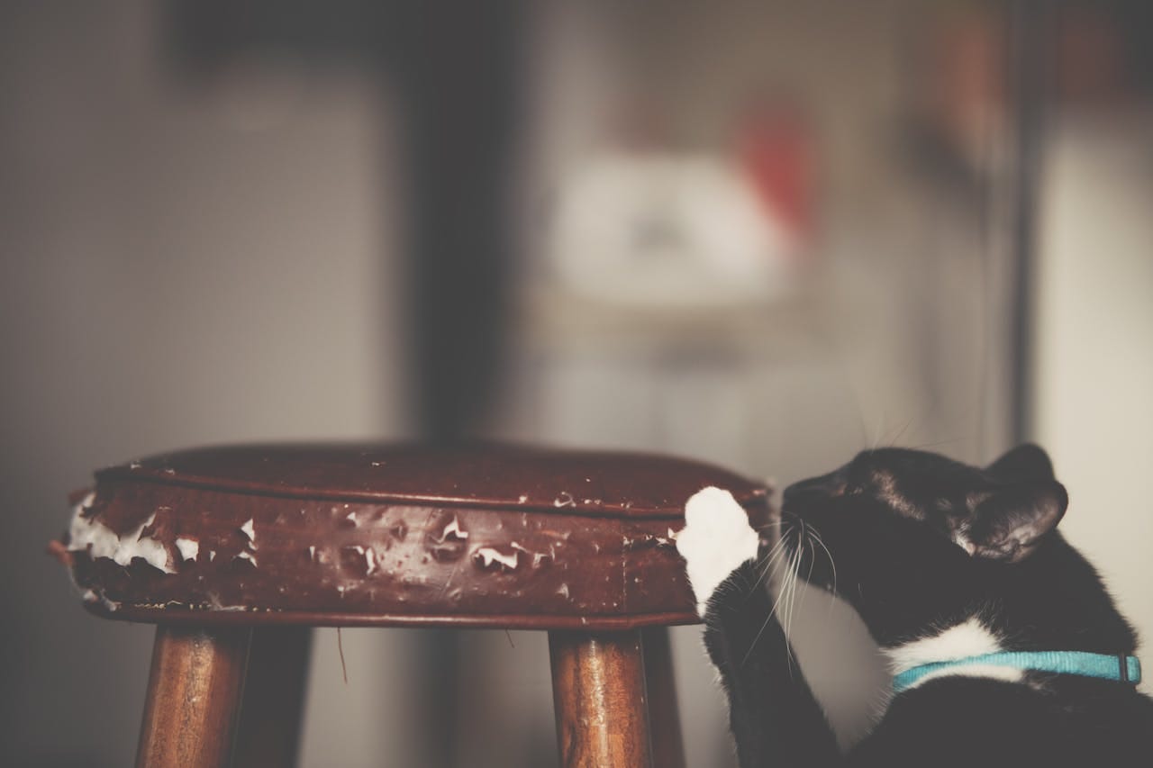 cat scratching furniture