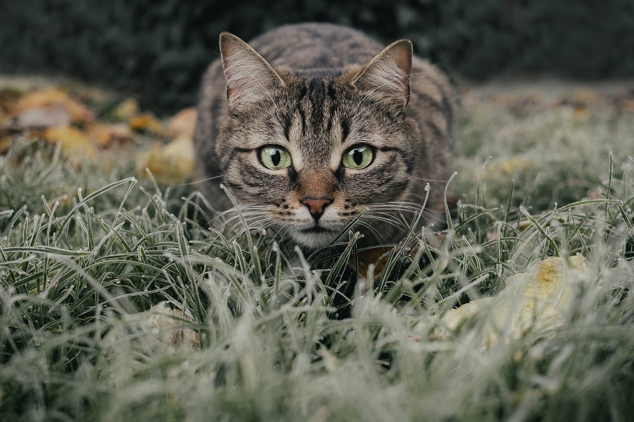 cat worms