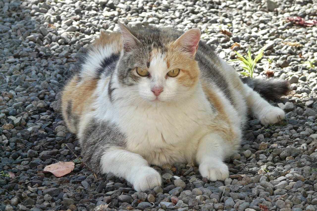 Cat obesity example