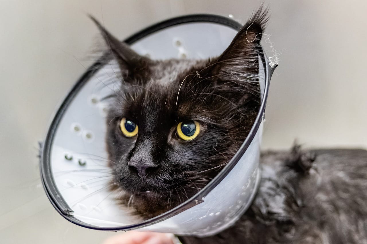 common cat diseases