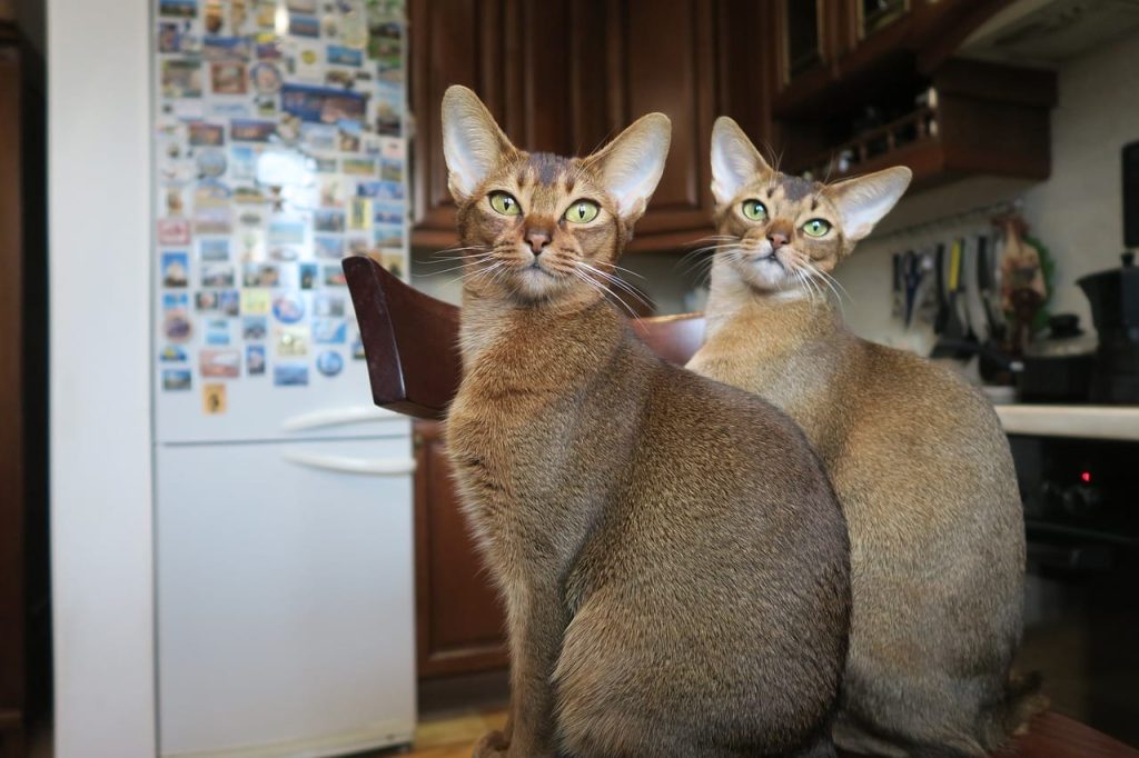 abyssinian cat