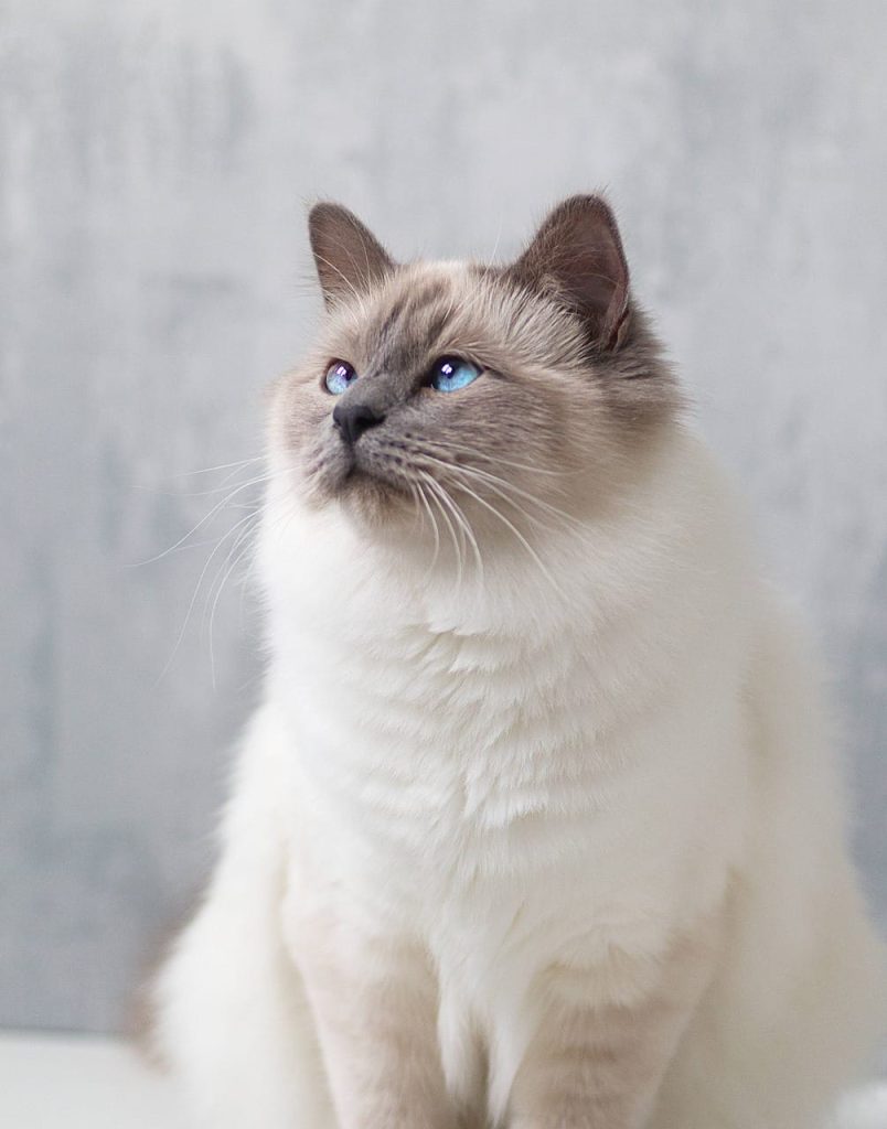 birman cat