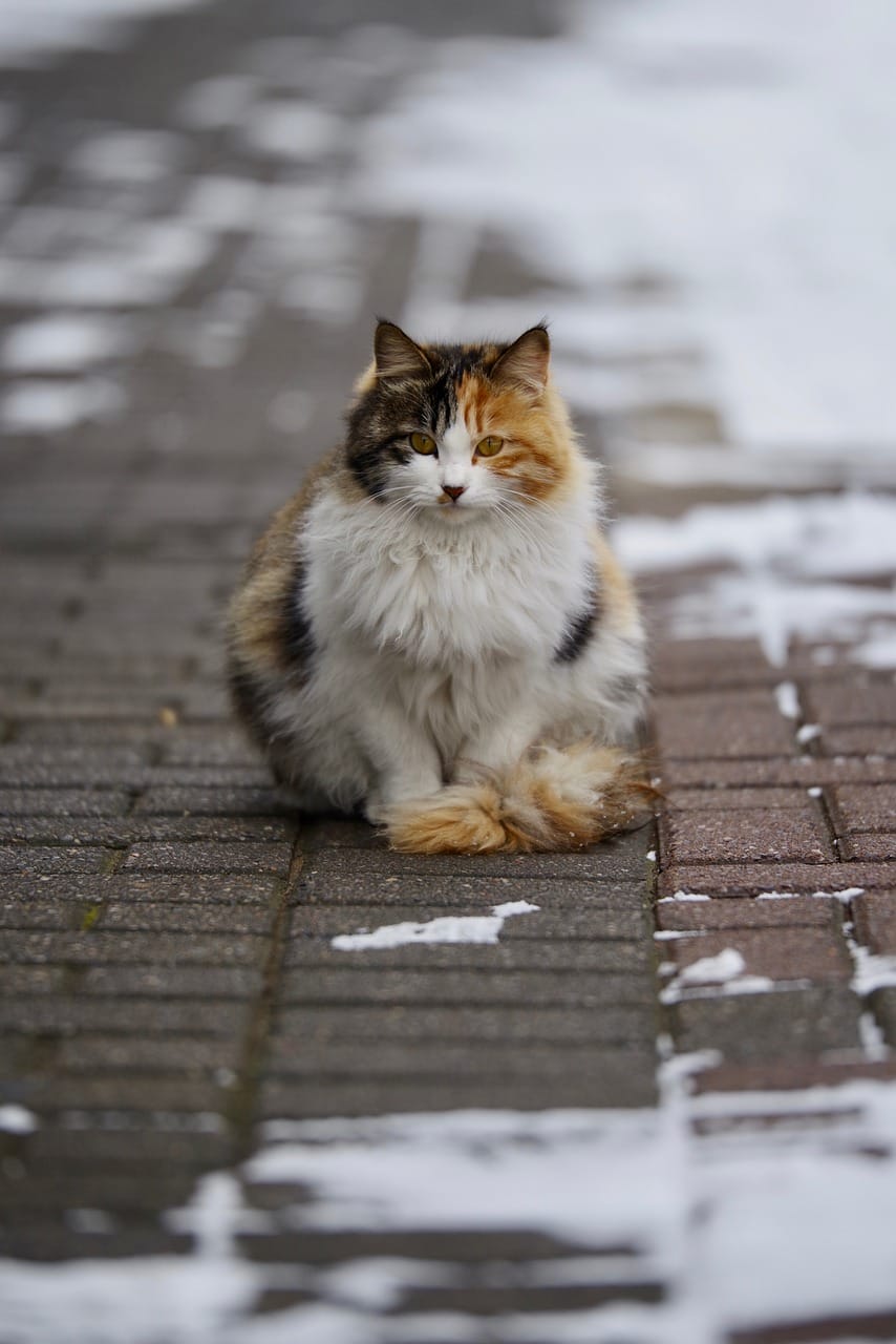 a calico cat