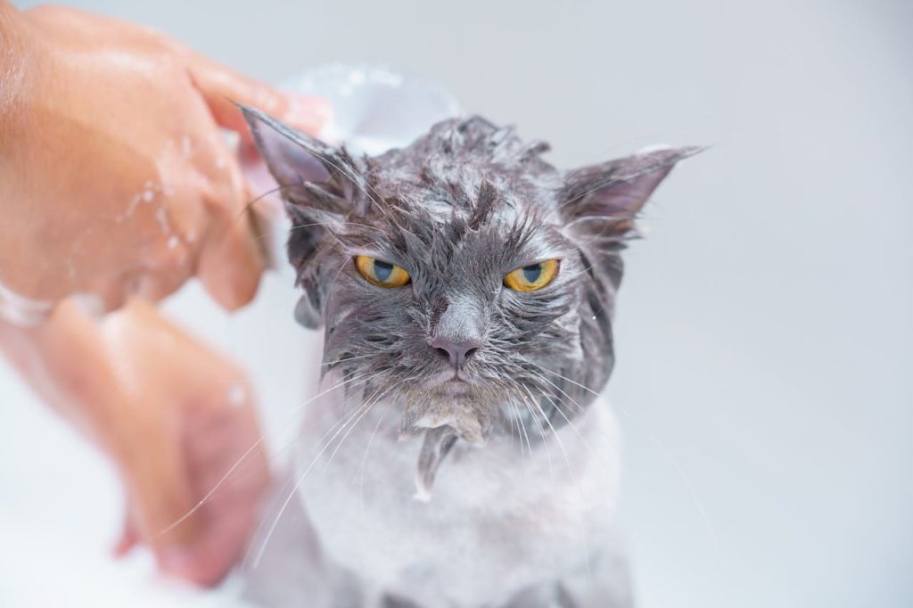 cat bathing mistakes