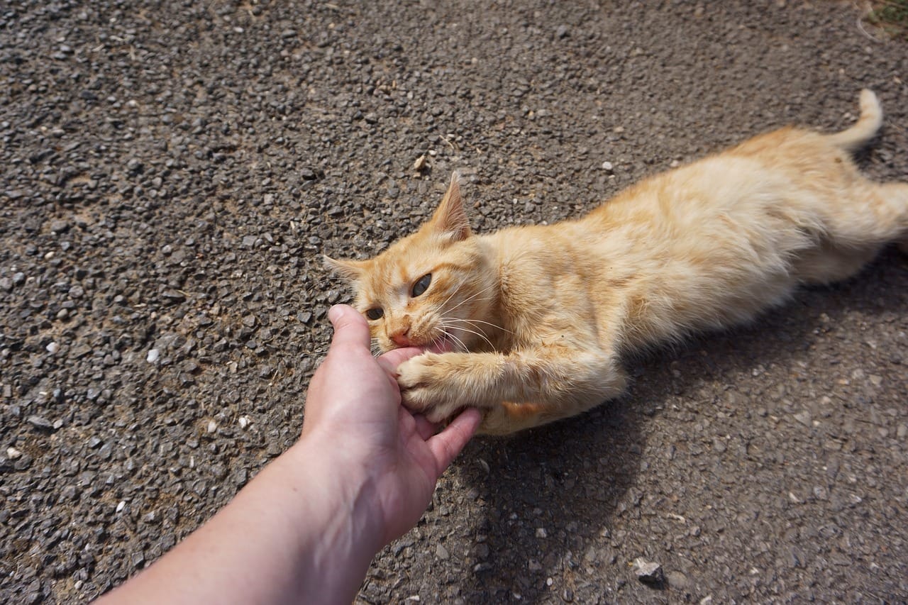 cat biting his owner