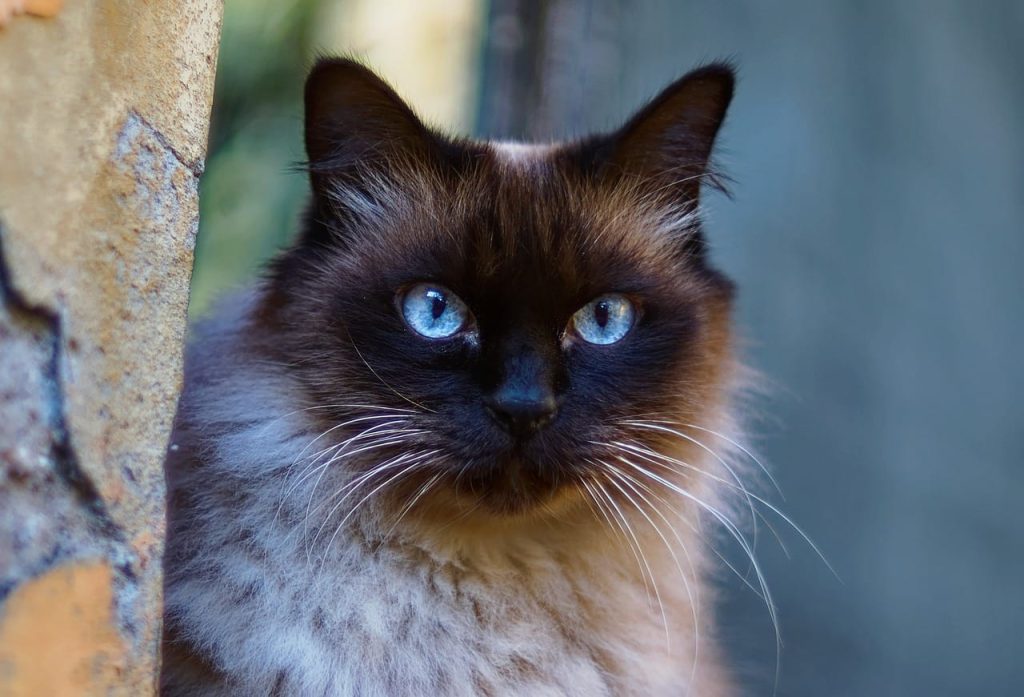 siamese cat breed