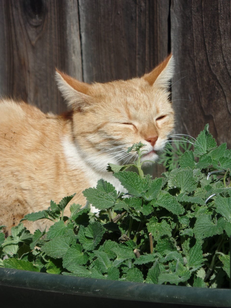 cat playing with catnip