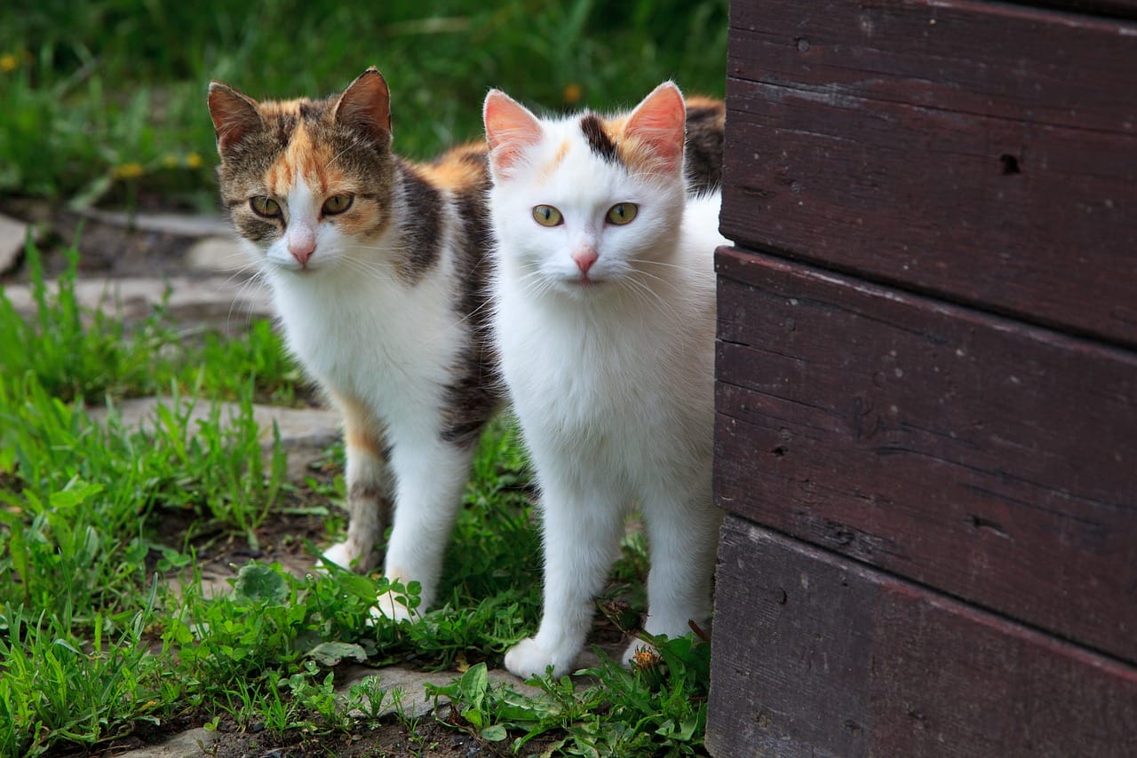 cat couple