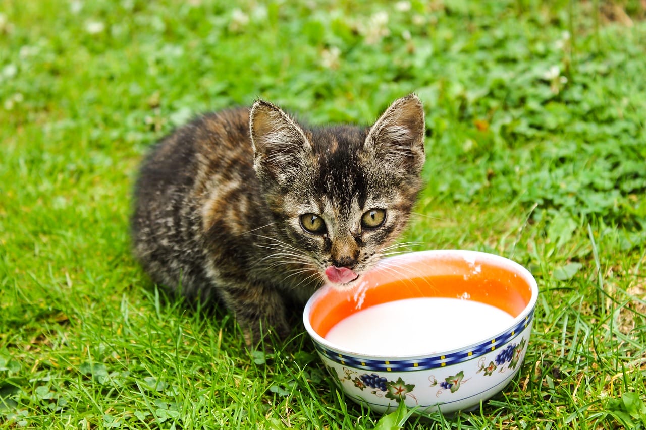 cat drinking milk