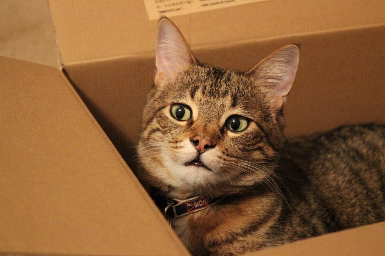 cat in a box
