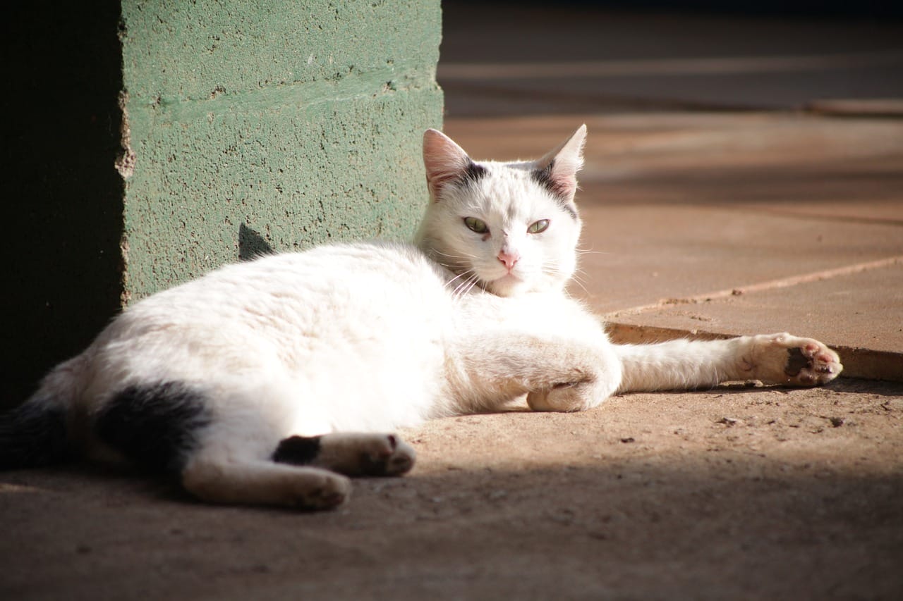 a cat sitting in the sun