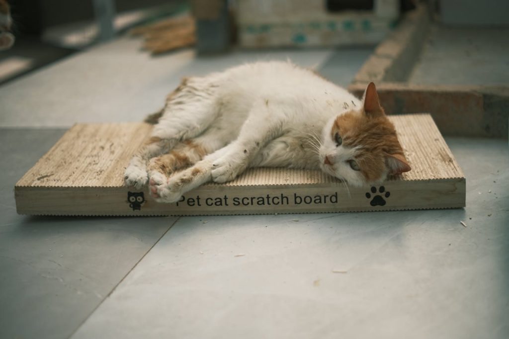 cat nail trimming alternative board