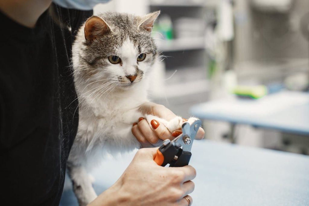 cat nail trimming technique