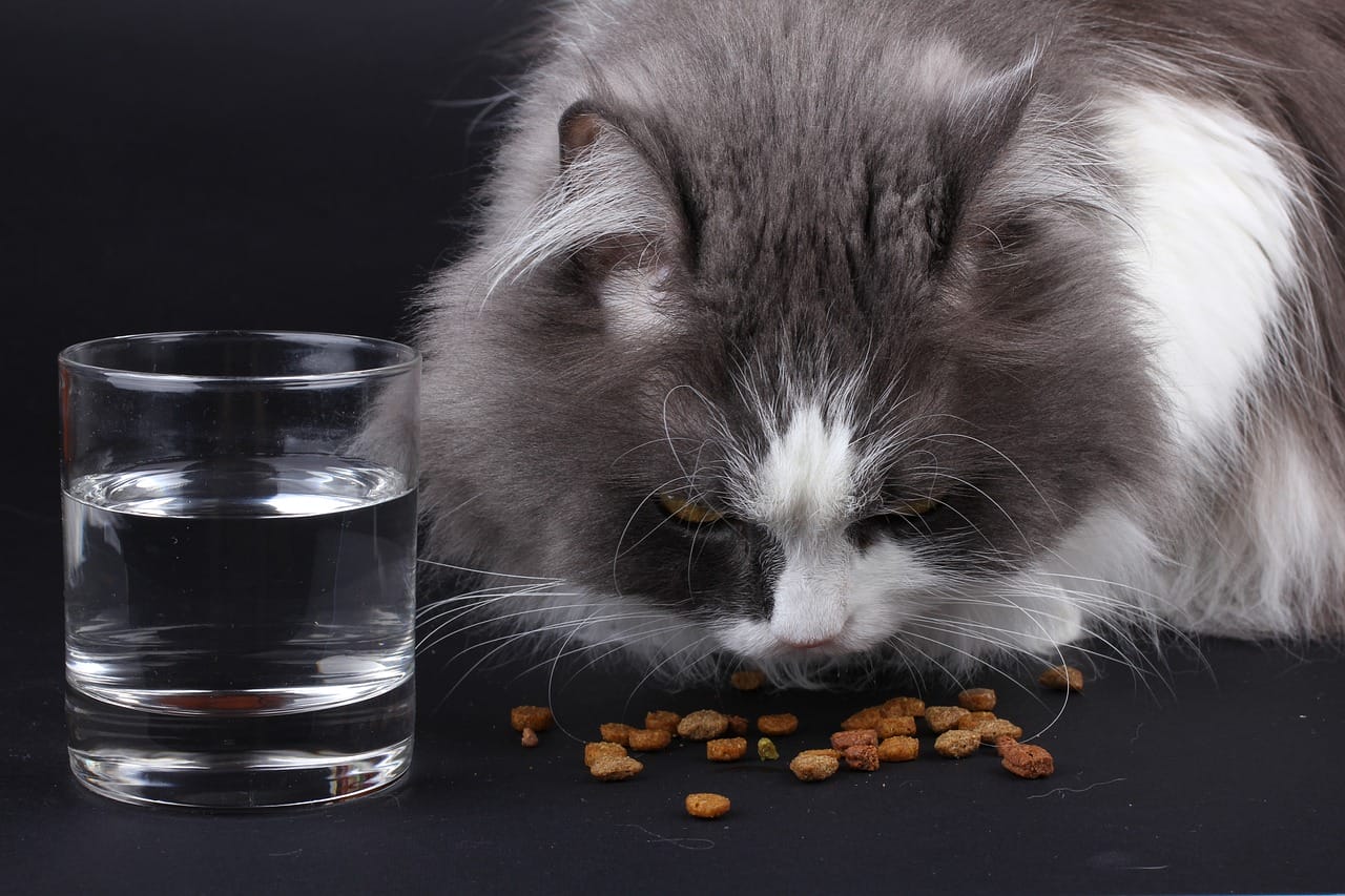 cat not eating