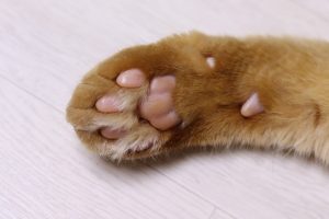 cat paw