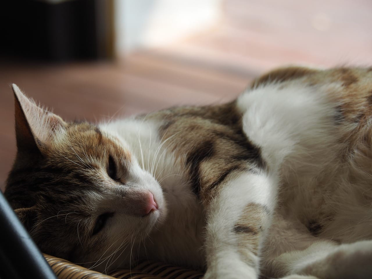 cat with no energy