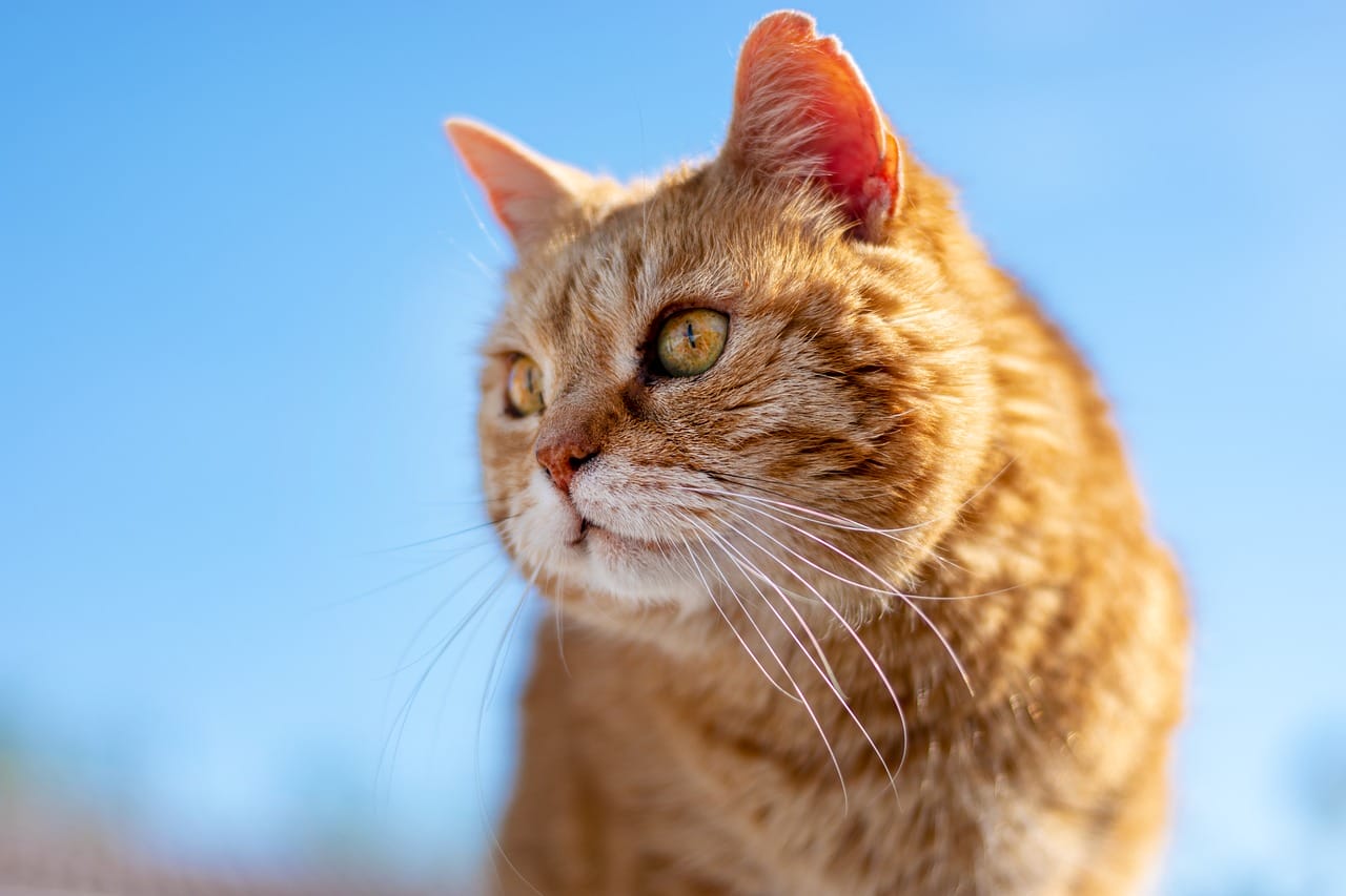an old cat