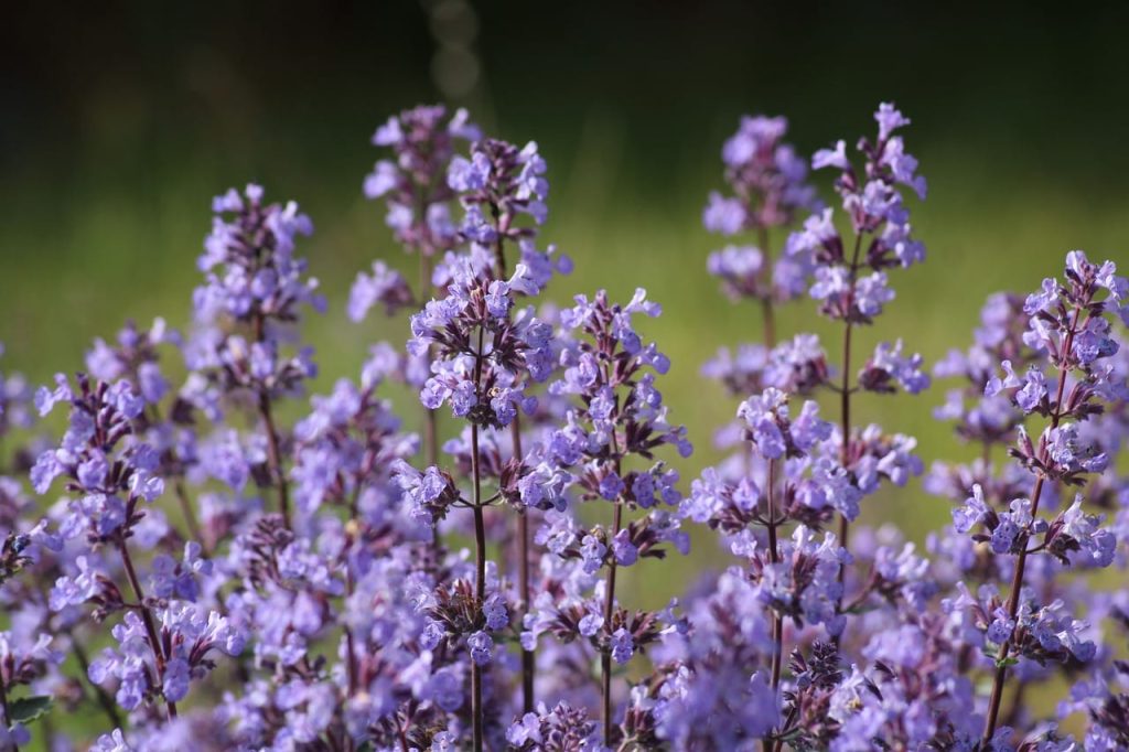 catnip flower