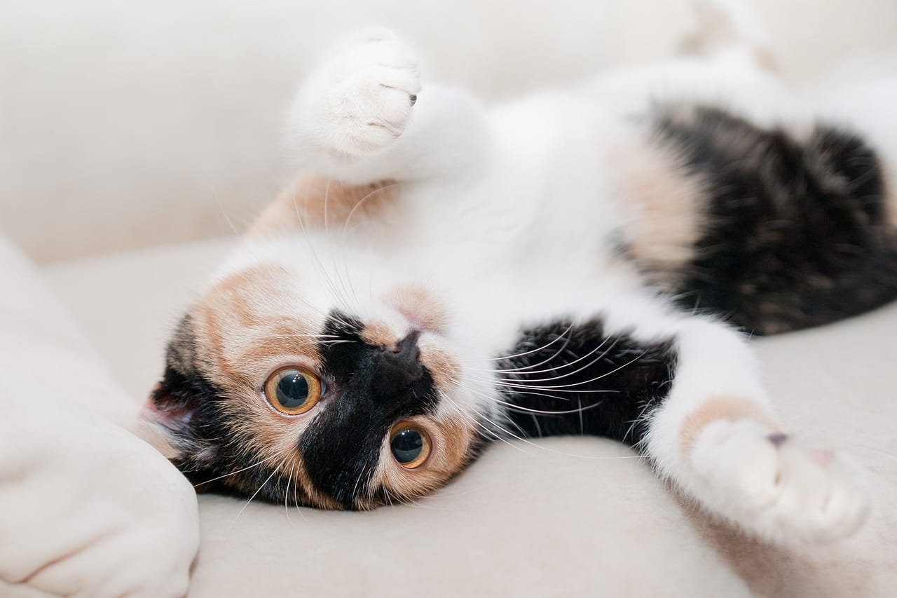 friendly cat breed