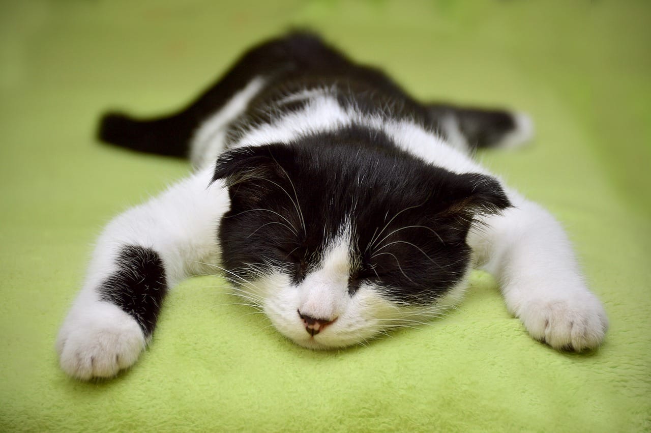 cat feeling hot