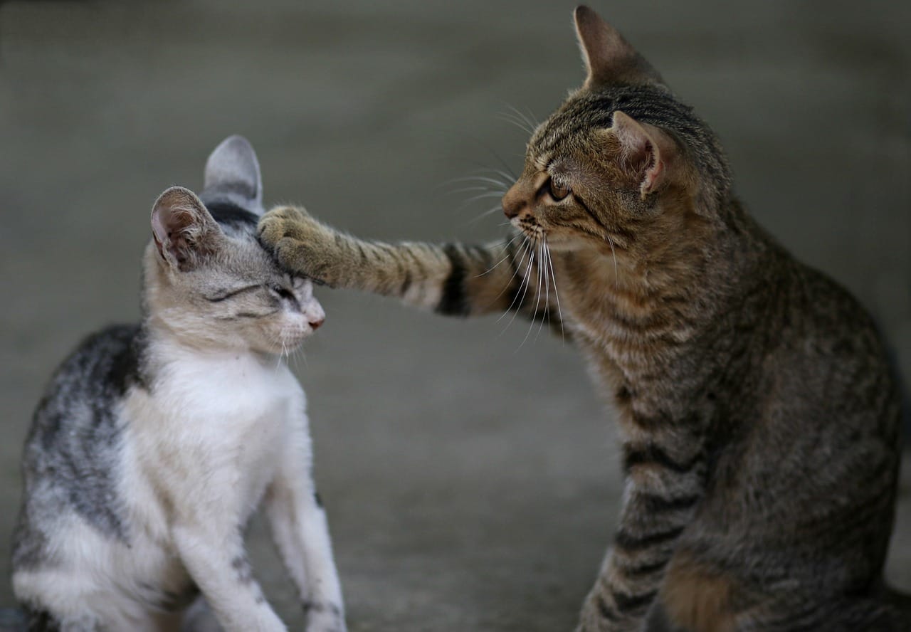 introducing a new cat to your cat