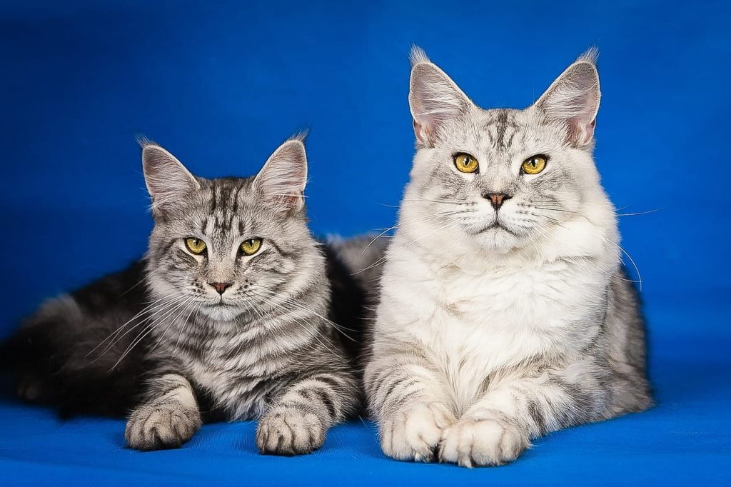 maine coon cat