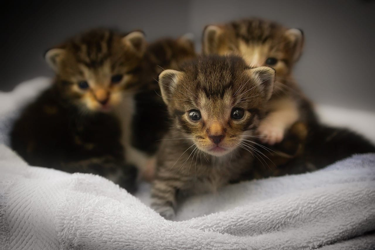 newborn kittens