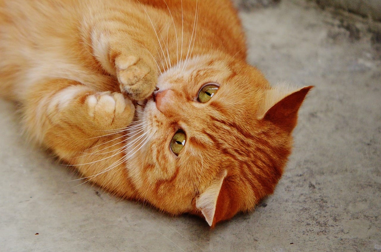 orange cat paws