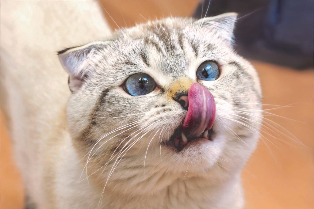 scottish fold cat