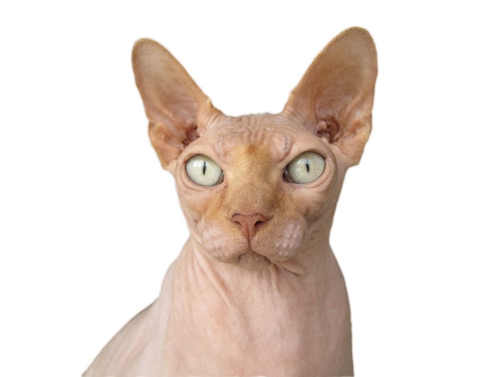 sphynx cat