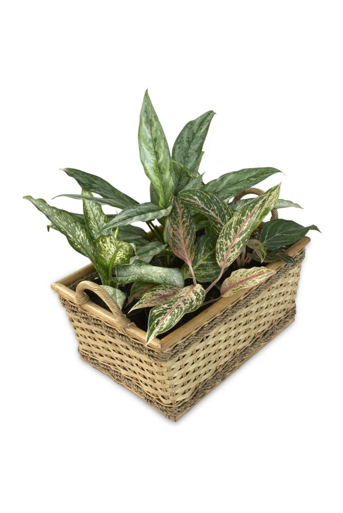 Dieffenbachia