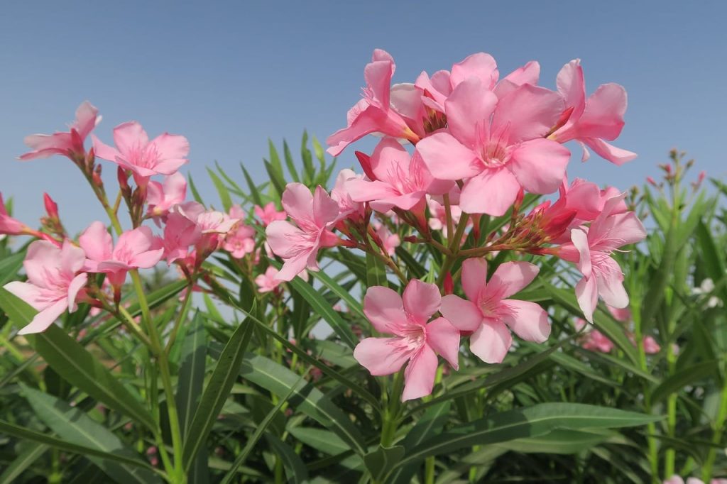 oleander