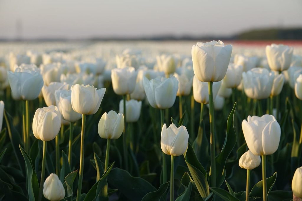 tulips Poisonous Plants for Cats