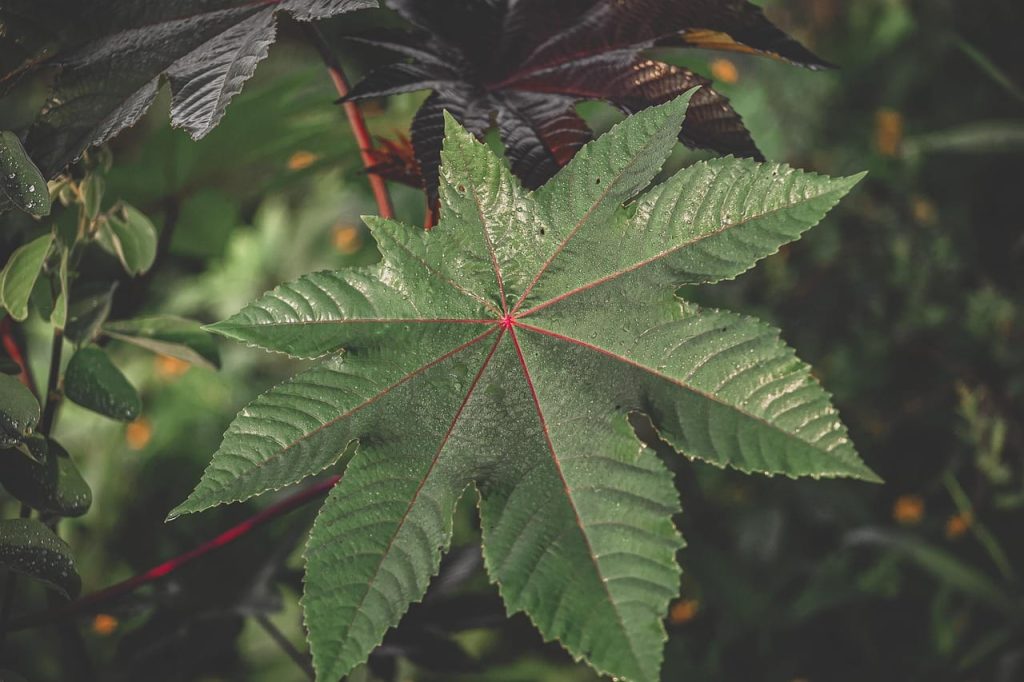 castor plant