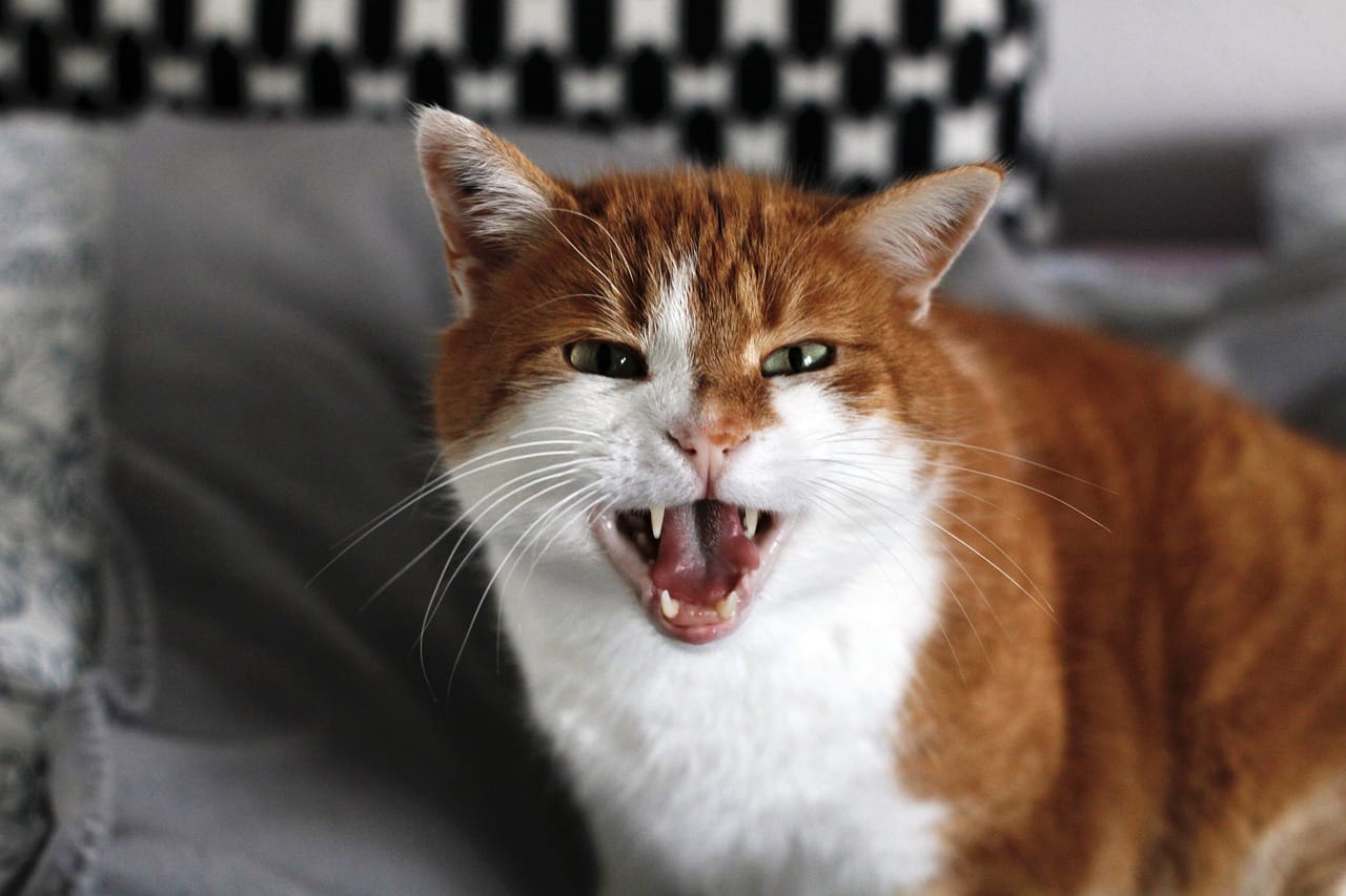 cat language hiss
