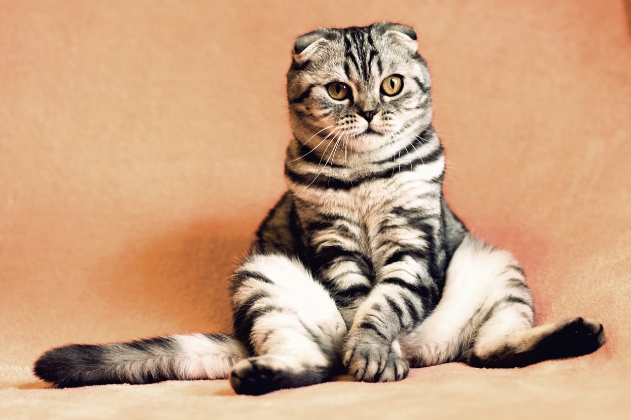 expressing anger to cats