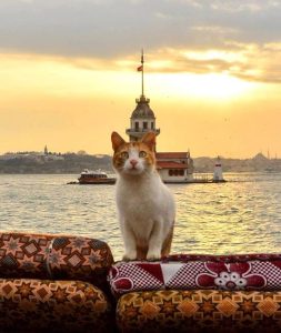 istanbul cat