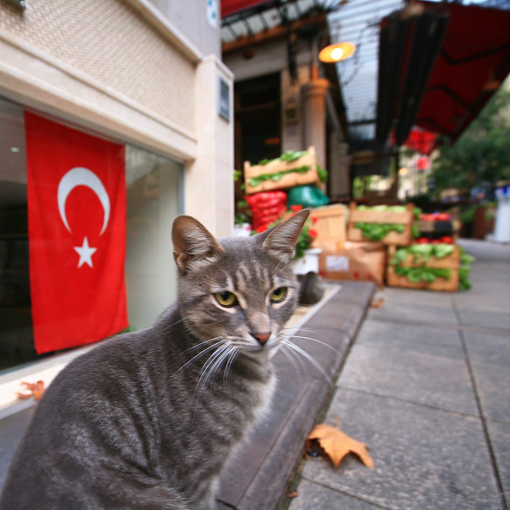 istanbul cat